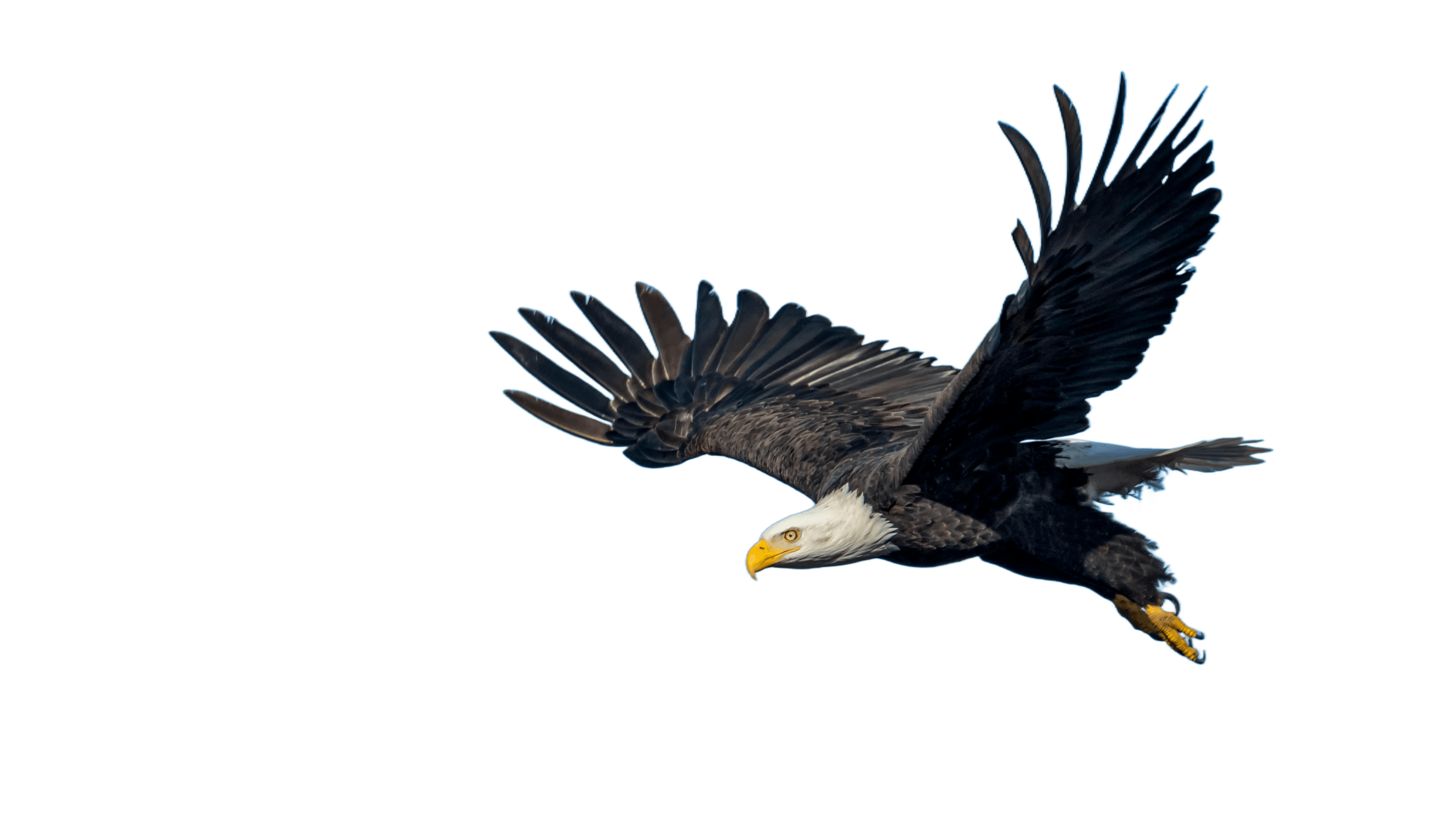 Remove Image Background using AI Demo 4